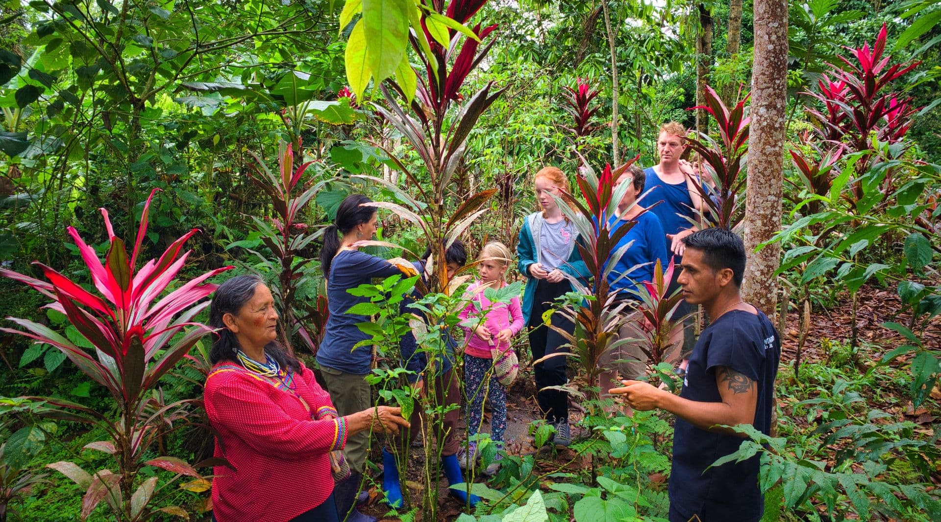 Learn about the medicinal plants of the Amazon