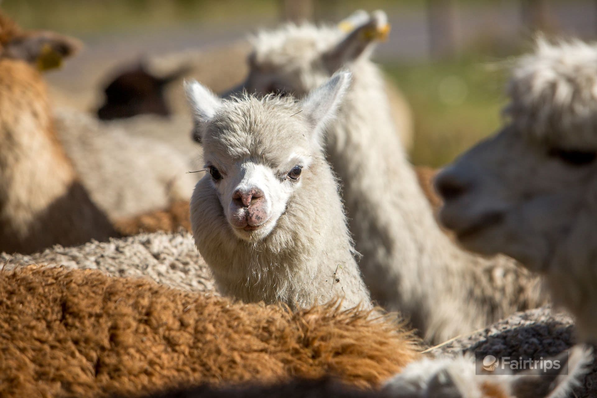 Waman Way Alpaca experience