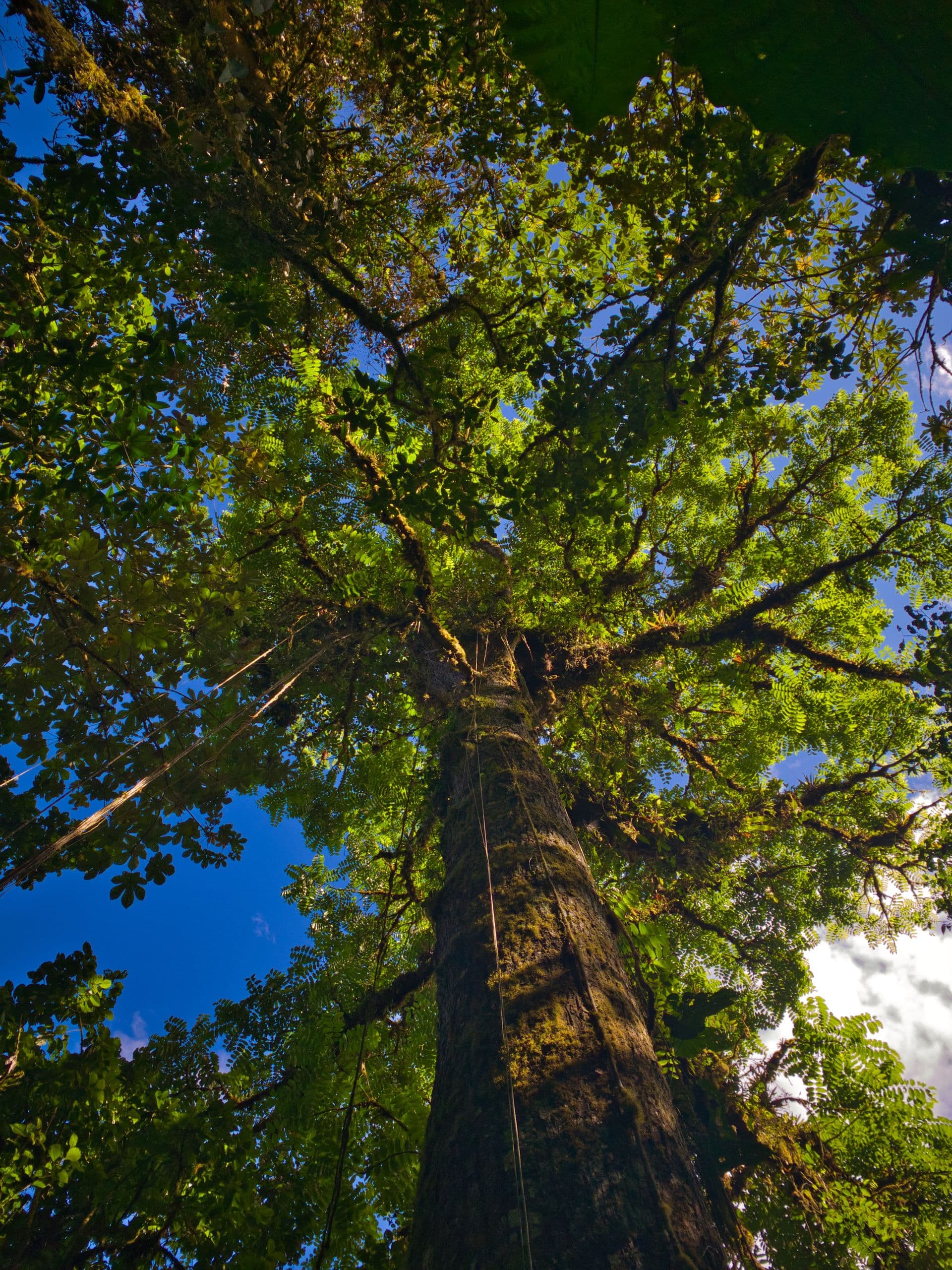 Immerse in the cloud forest